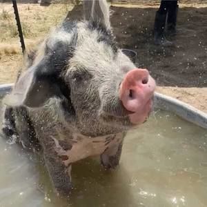 Meet your Posher, Tara